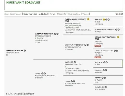 ZU VERKAUFEN – Hengst 2024: Kirke van’t Zorgvliet -Faust Z, Umber van’t
