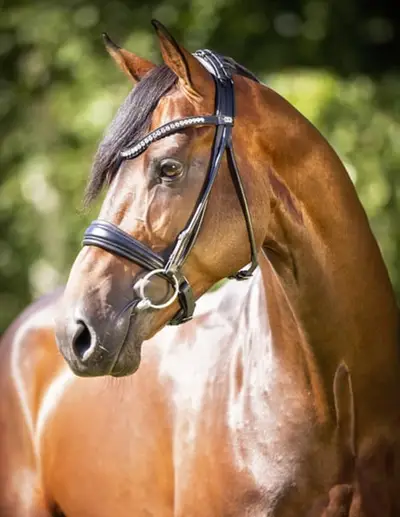 Zinedream