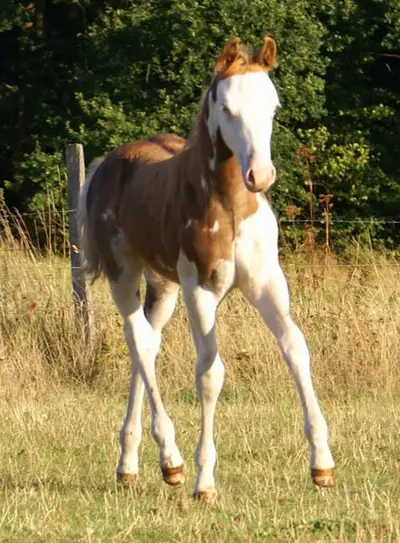 Auffälliges overo Quarter Pony Hengstfohlen zu verkaufen