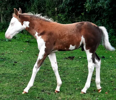 Auffälliges overo Quarter Pony Hengstfohlen zu verkaufen