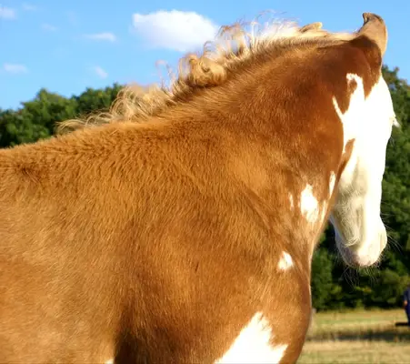 Auffälliges overo Quarter Pony Hengstfohlen zu verkaufen