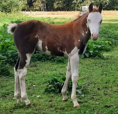 Auffälliges overo Quarter Pony Hengstfohlen zu verkaufen