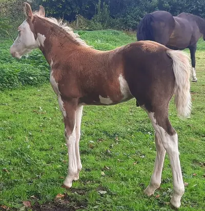Auffälliges overo Quarter Pony Hengstfohlen zu verkaufen