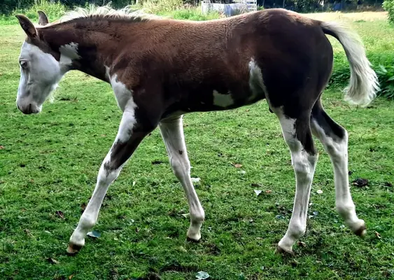 Auffälliges overo Quarter Pony Hengstfohlen zu verkaufen