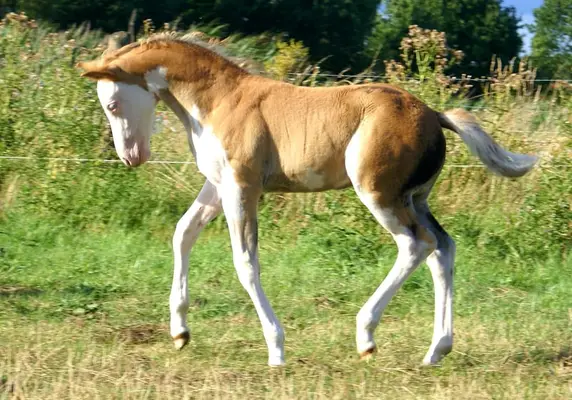 Auffälliges overo Quarter Pony Hengstfohlen zu verkaufen
