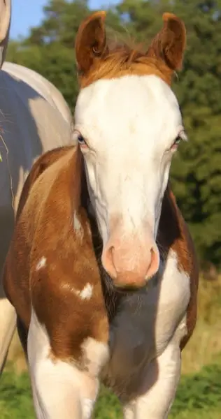 Auffälliges overo Quarter Pony Hengstfohlen zu verkaufen