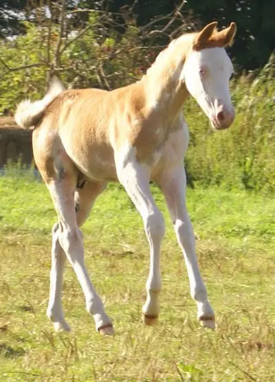 Auffälliges overo Quarter Pony Hengstfohlen zu verkaufen