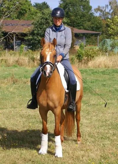Liebe Deutsche Reitponystute zu verkaufen