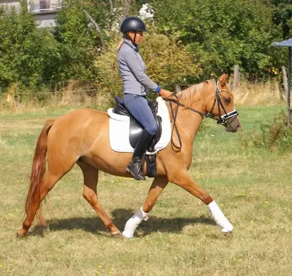 Liebe Deutsche Reitponystute zu verkaufen