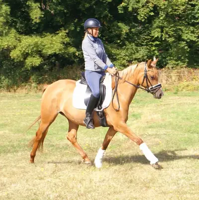 Liebe Deutsche Reitponystute zu verkaufen