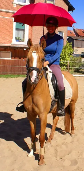 Liebe Deutsche Reitponystute zu verkaufen