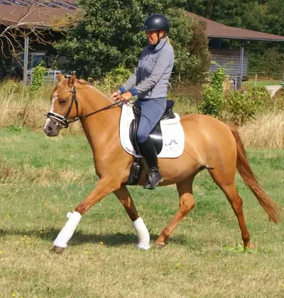Liebe Deutsche Reitponystute zu verkaufen