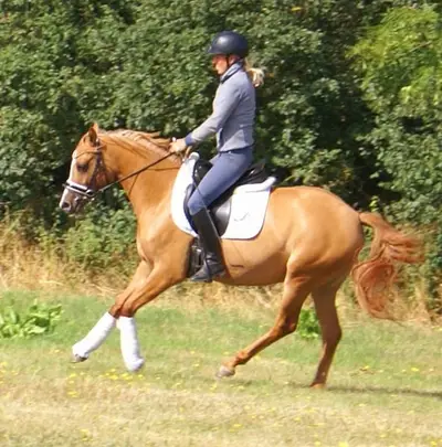 Liebe Deutsche Reitponystute zu verkaufen