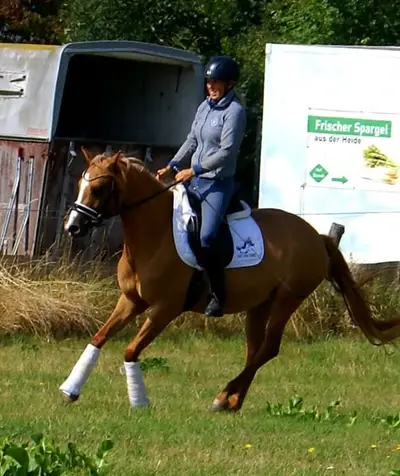 Liebe Deutsche Reitponystute zu verkaufen