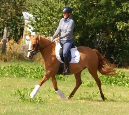 Liebe Deutsche Reitponystute zu verkaufen