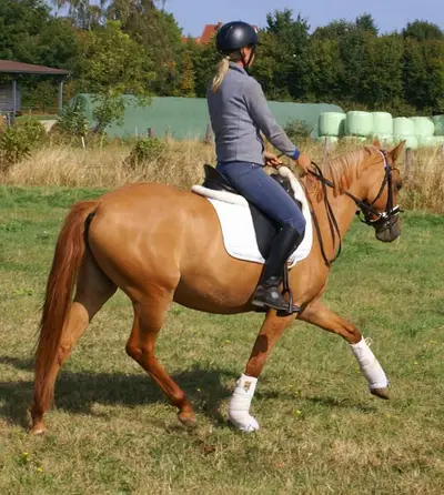 Liebe Deutsche Reitponystute zu verkaufen