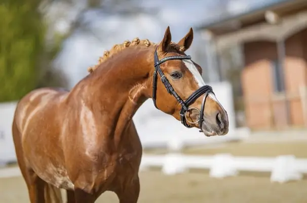 Reitponyhengst mit guten GGA