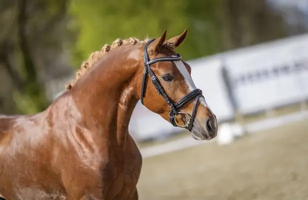 Reitponyhengst mit guten GGA