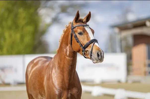 Reitponyhengst mit guten GGA