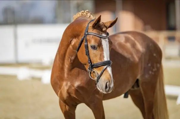 Reitponyhengst mit guten GGA