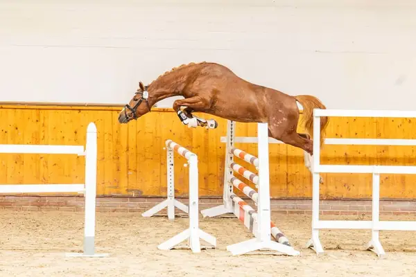 Reitponyhengst mit guten GGA