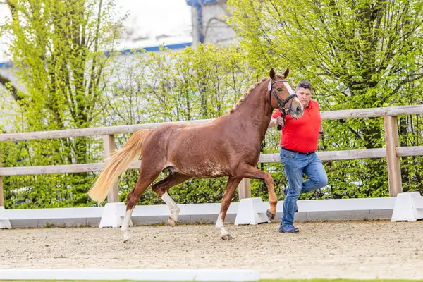 Reitponyhengst mit guten GGA