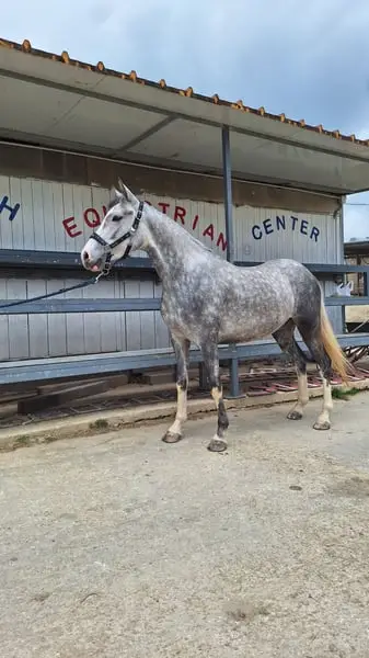 Pony Da Salto