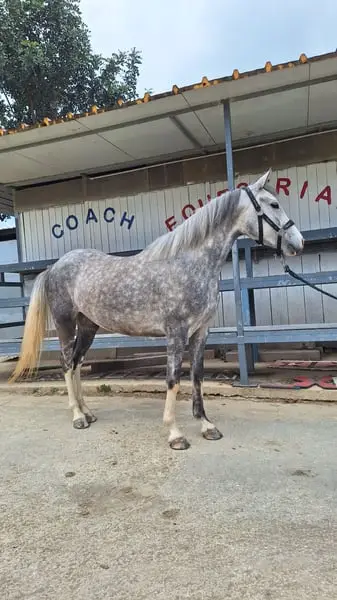 Pony Da Salto