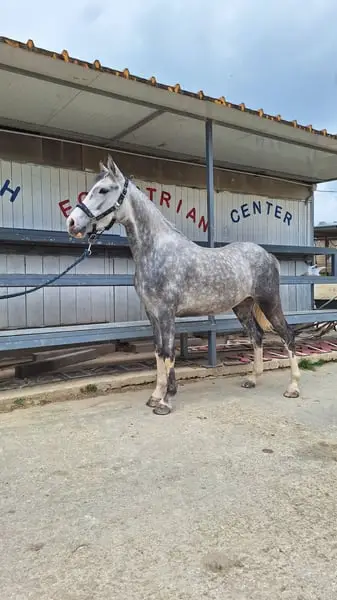 Pony Da Salto