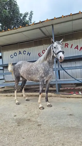 Pony Da Salto