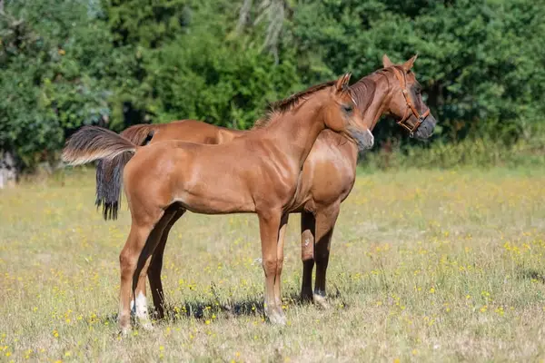 Solid Thoroughbred Arabian Stallion with Strong Foundation