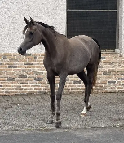 Super chic young purebred Arabian mare