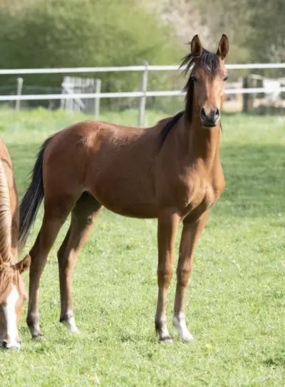 Athletic Thoroughbred Arabian Stallion