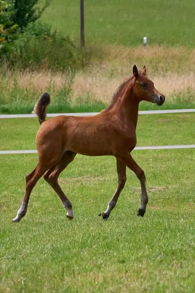 Purebred Arabian Filly Bred for Sport and Breeding