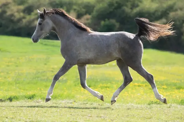 Purebred Arabian Stallion for Breeding and Sport