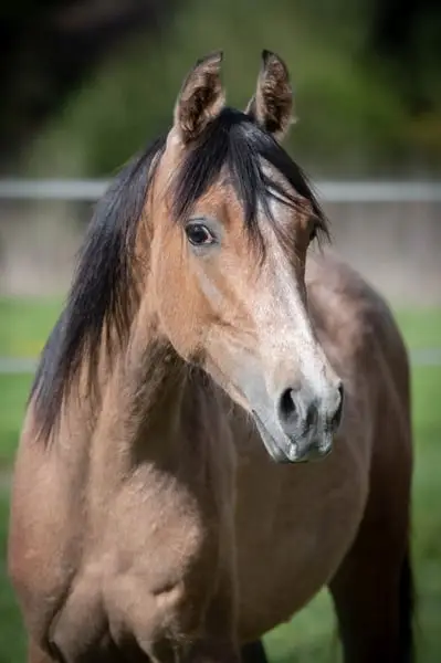 Purebred Arabian Stallion from Riding Lines