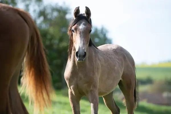 Vollblutaraber Hengst aus Reitlinien