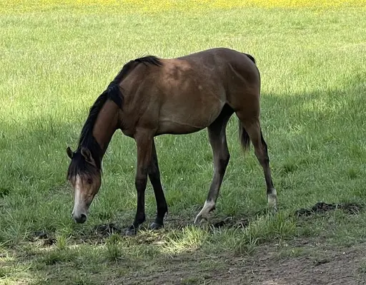 Vollblutaraber Hengst aus Reitlinien