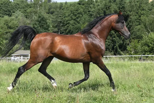 KAMERTON (ELITE)