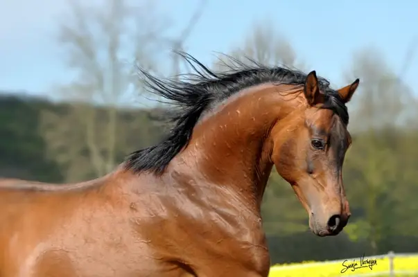KAMERTON (ELITE)