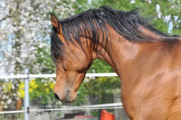 KAMERTON (ELITE)