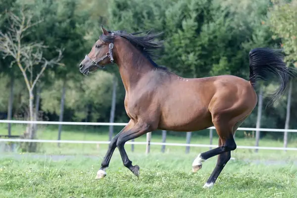 KAMERTON (ELITE)