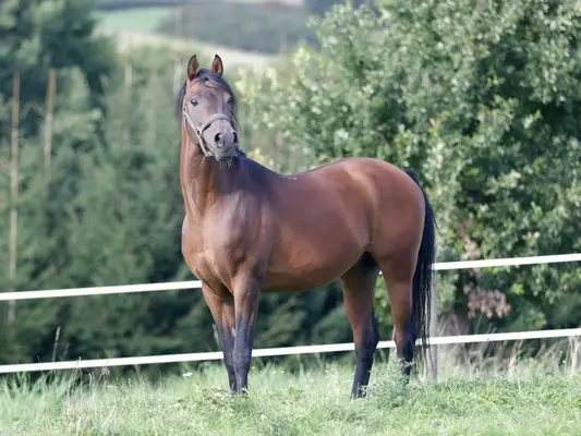 KAMERTON (ELITE)
