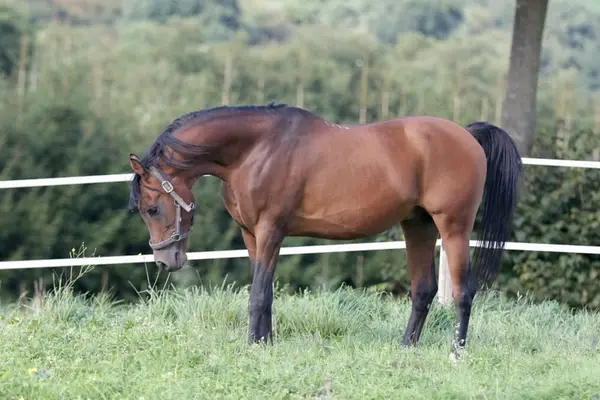 KAMERTON (ELITE)