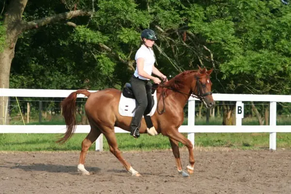KAMERTON (ELITE)