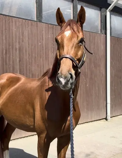 Cheval de loisir élégant