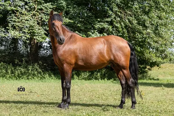 Quira de la Merced - PRE Pura Raza Española, Stute 8 Jahre, Braun