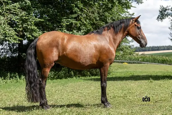 Quira de la Merced - PRE Pura Raza Española, Stute 8 Jahre, Braun