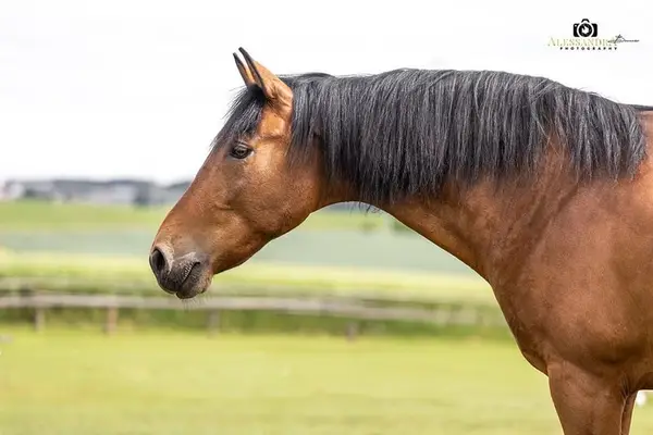 Gitano - Andaluz, castrado, 14 años, castaño