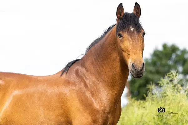 Gitano - Andalusier, Wallach, 14 Jahre, Braun